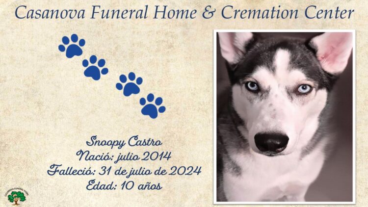 🐾Snoopy Castro🐾