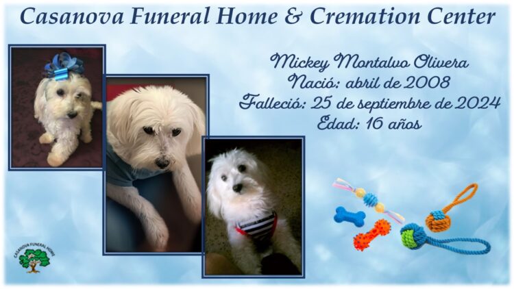 🐾Mickey Montalvo Olivera🐾